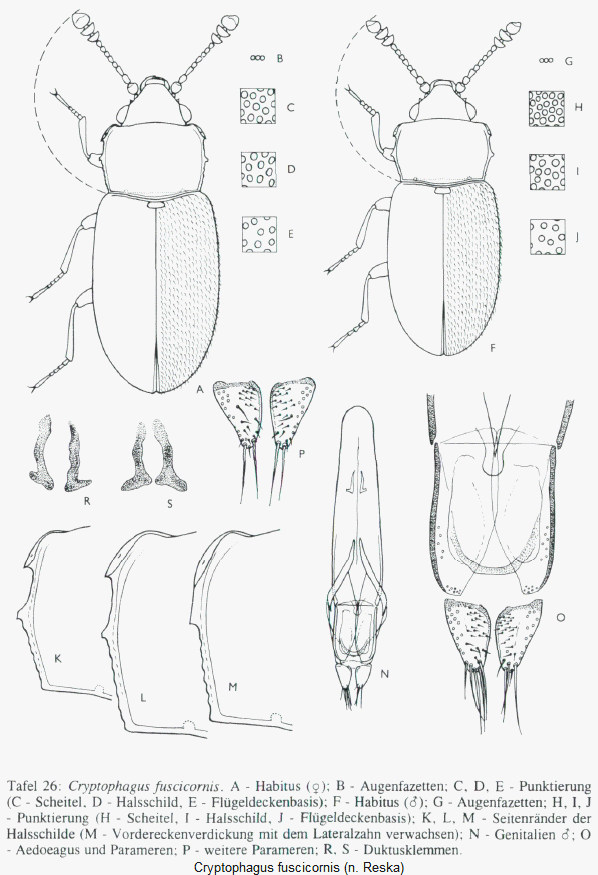 cryptophagus_fuscicornis_hab.gif