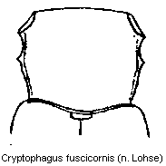 cryptophagus_fuscicornis_vk.gif