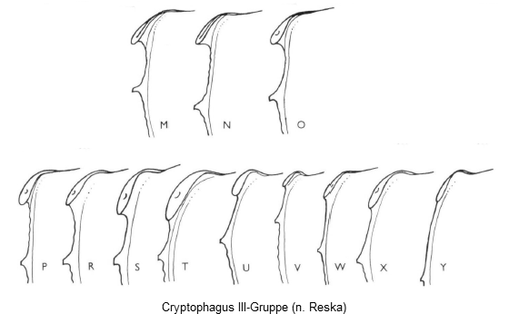 cryptophagus_iii-gruppe_hsch.gif