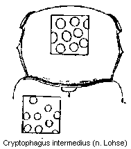 cryptophagus_intermedius_vk.gif
