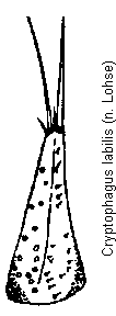 cryptophagus_labilis_pm.gif