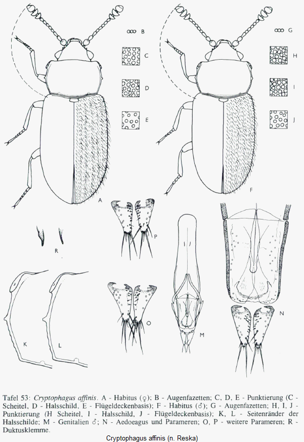 cryptophagus_laticollis_hab.gif