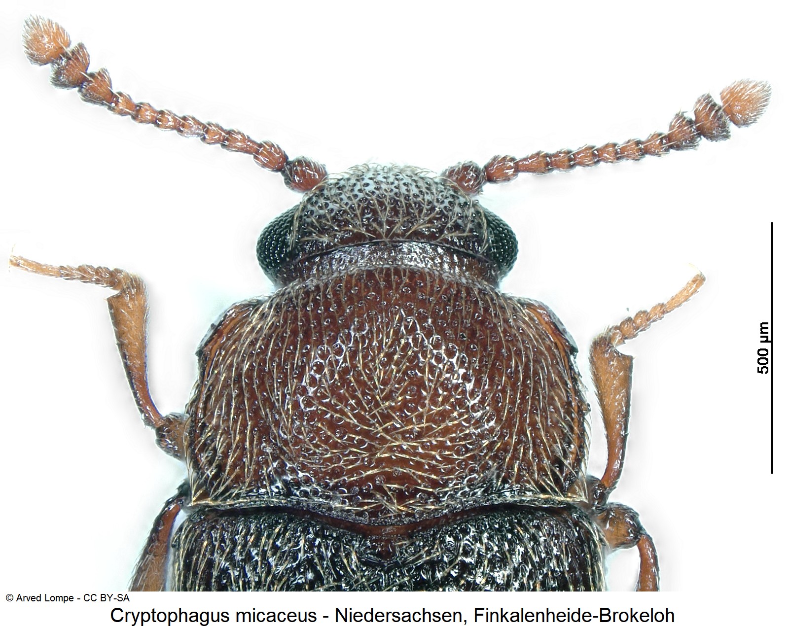 cryptophagus_micaceus_ck36027127_vk.jpg