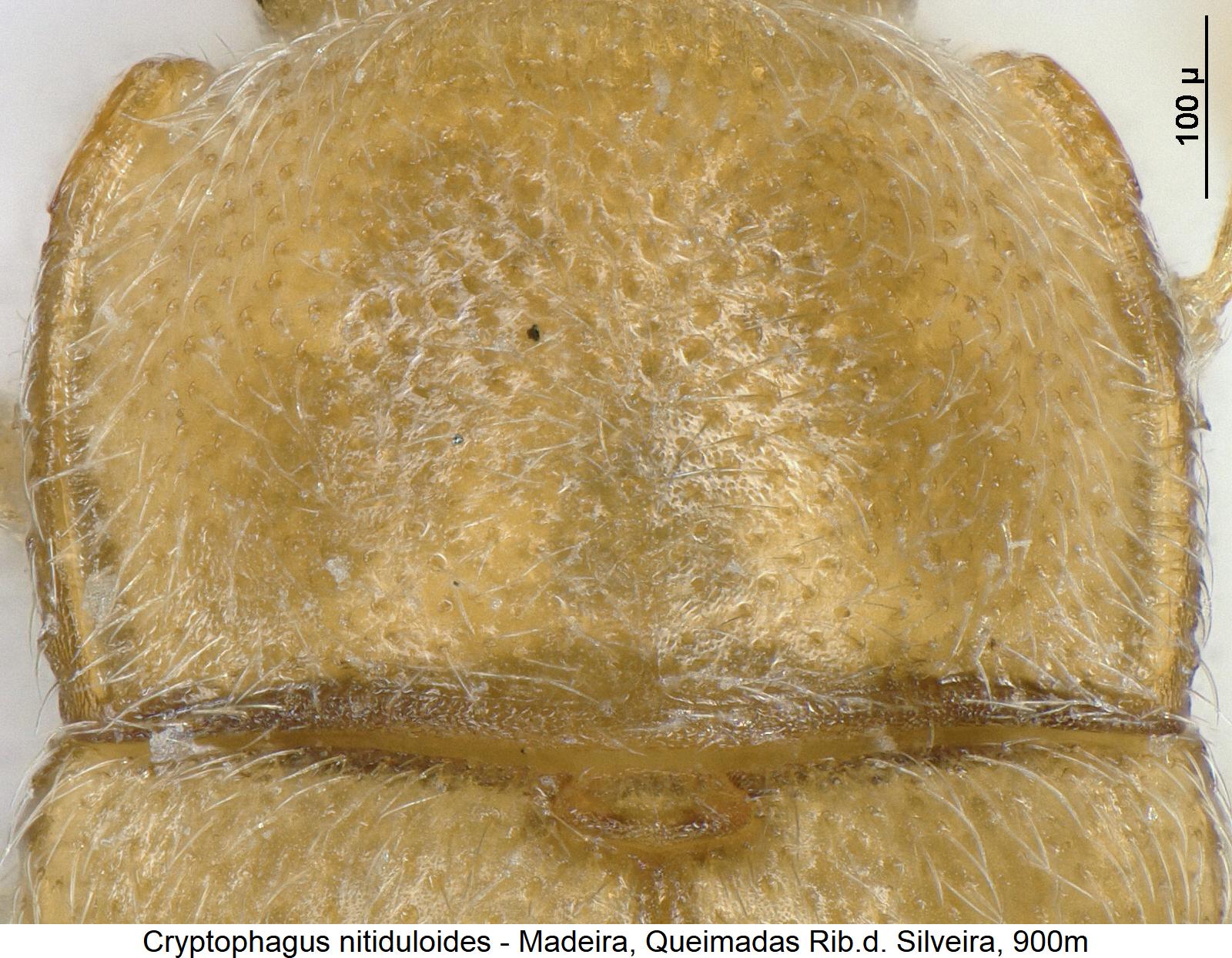 cryptophagus_nitiduloides_hsch.jpg