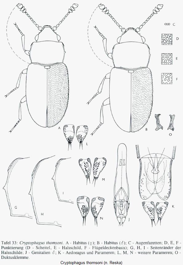 cryptophagus_pallidus_hab.gif