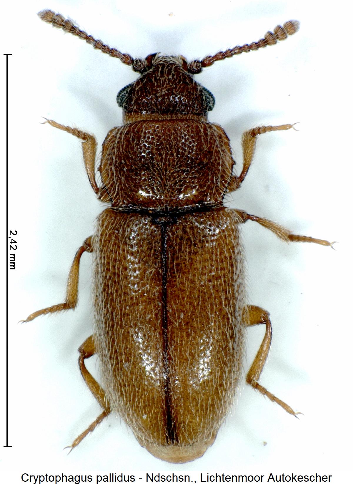 cryptophagus_pallidus_hab1.jpg