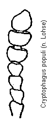 cryptophagus_populi_f.gif