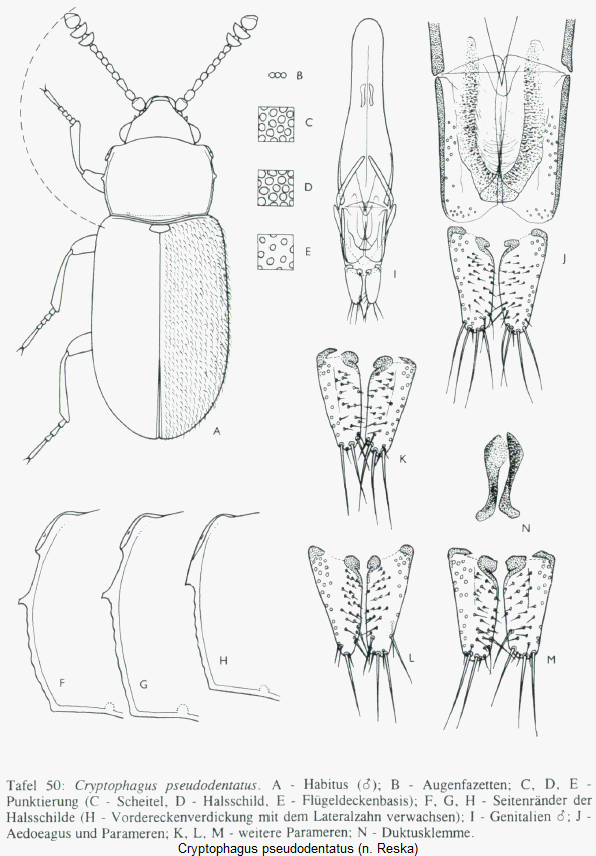 cryptophagus_pseudodentatus_hab.gif