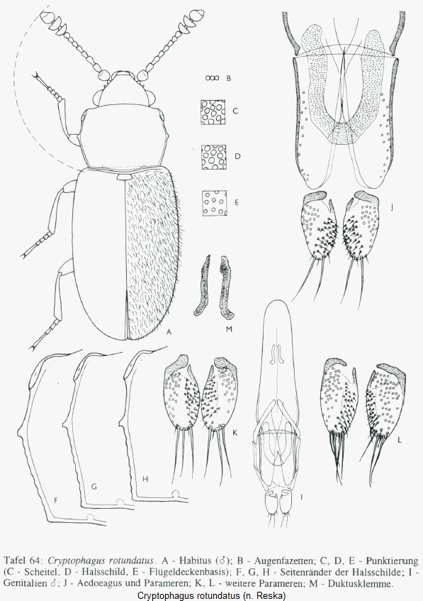 cryptophagus_puncticollis_hab.gif