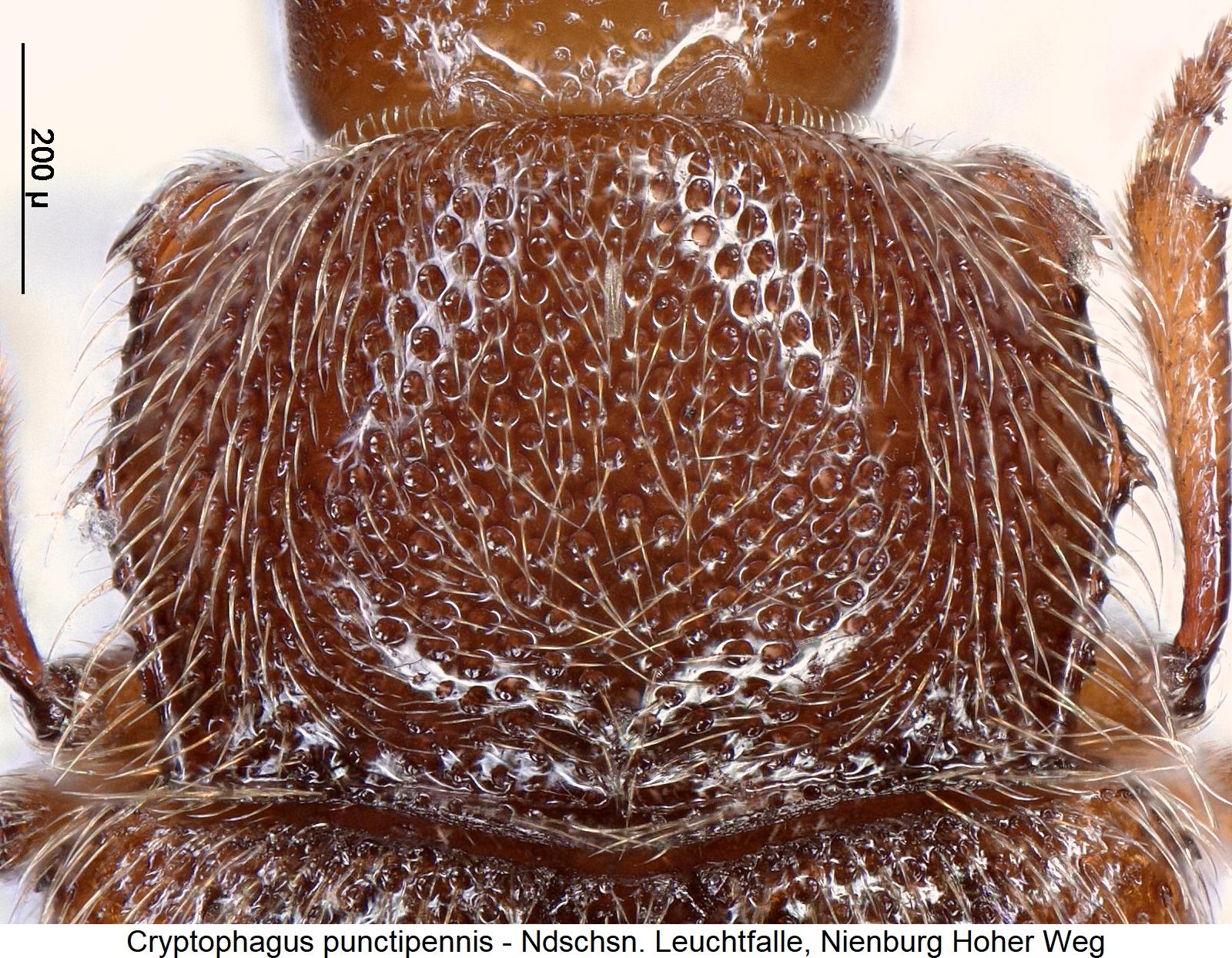 cryptophagus_punctipennis_hsch2.jpg