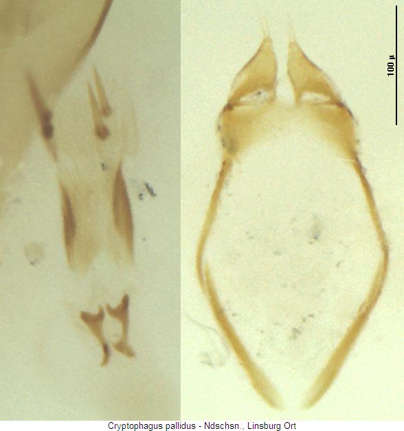 cryptophagus_reflexus_b_pm.jpg