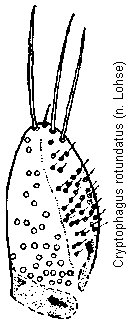 cryptophagus_rotundatus_pm.gif