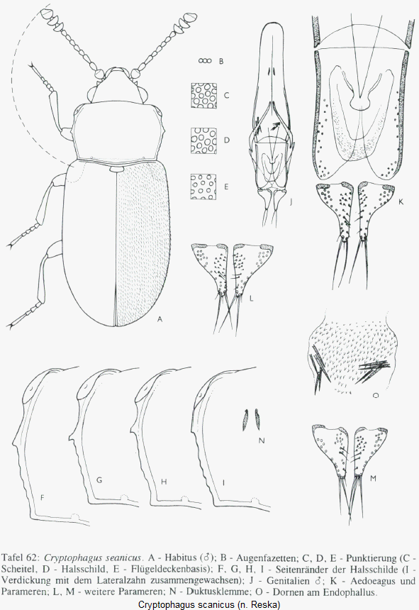 cryptophagus_scanicus_hab.gif