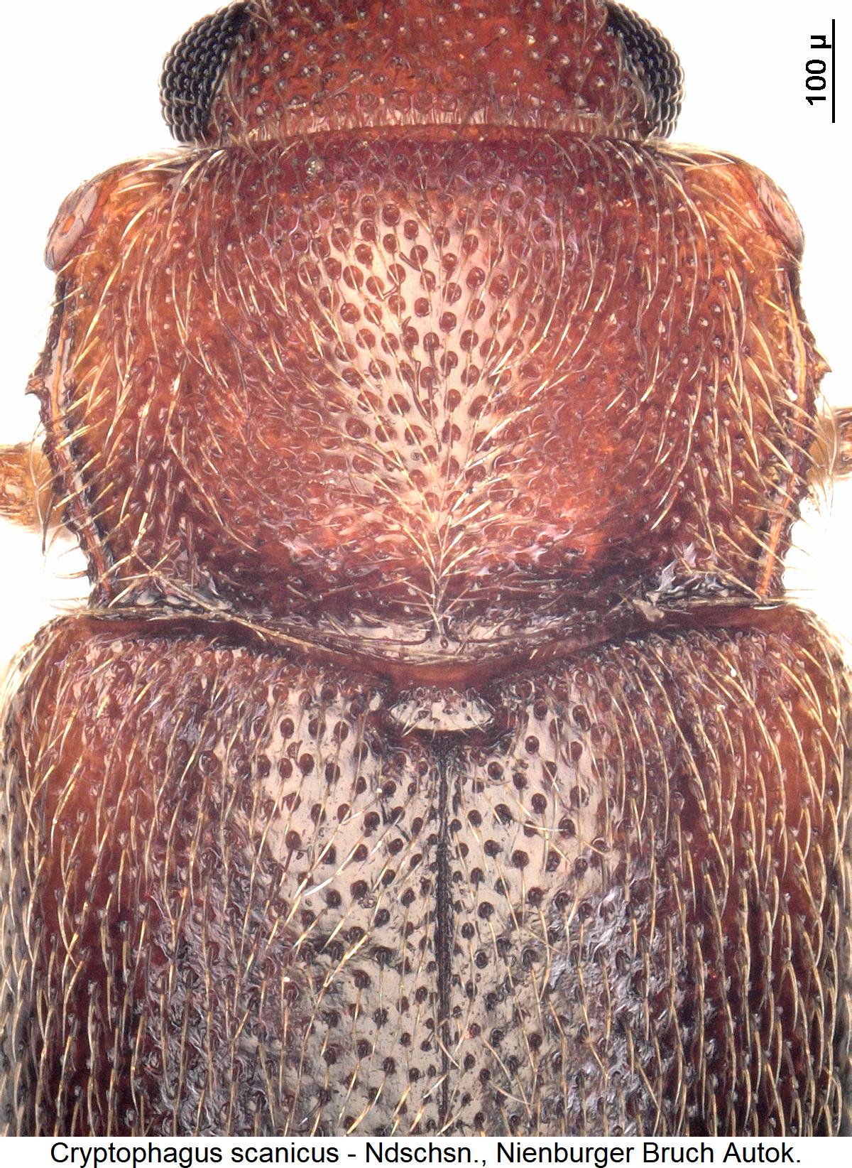 cryptophagus_scanicus_hsch.jpg