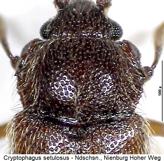 cryptophagus_setulosus_vk.jpg