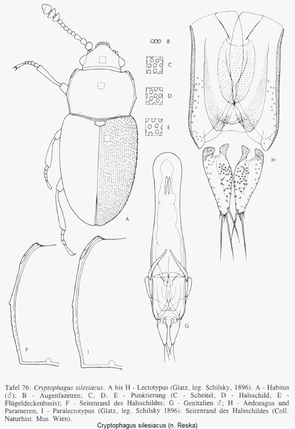 cryptophagus_silesiacus_tab.gif