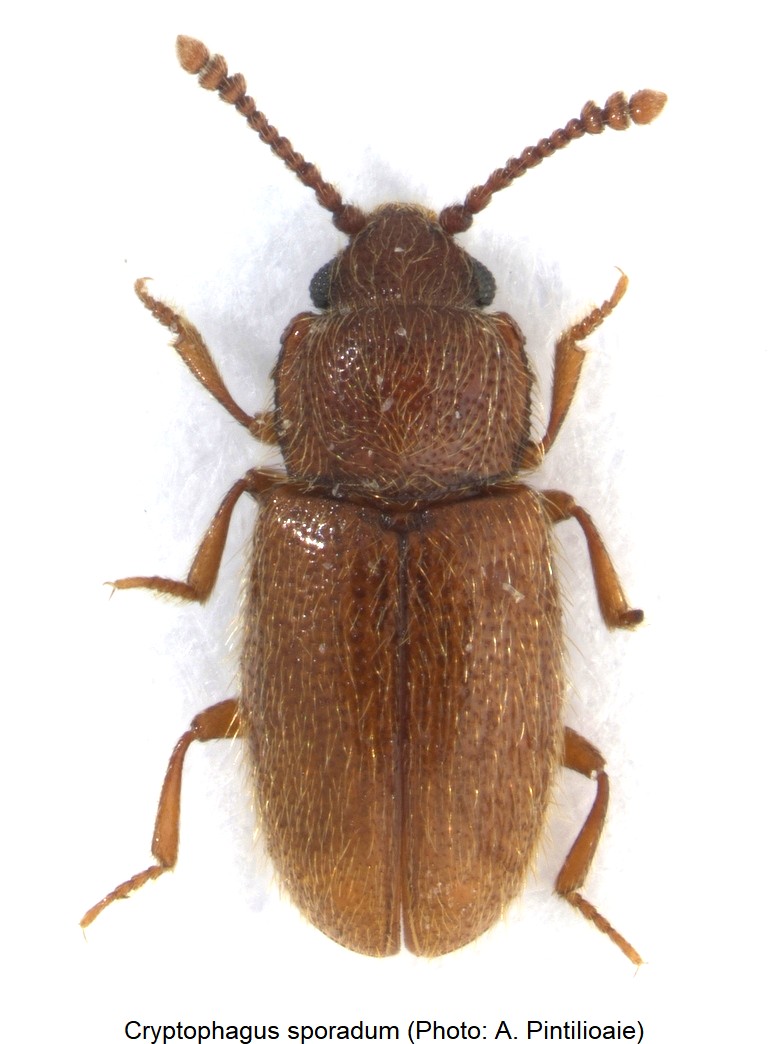 cryptophagus_sporadum_hab-1.jpg
