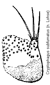 cryptophagus_subfumatus_pm.gif
