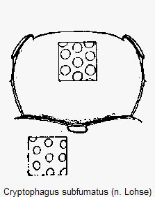 cryptophagus_subfumatus_vk.gif