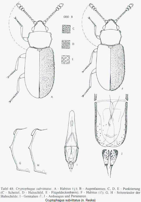 cryptophagus_subvittatus_hab.gif