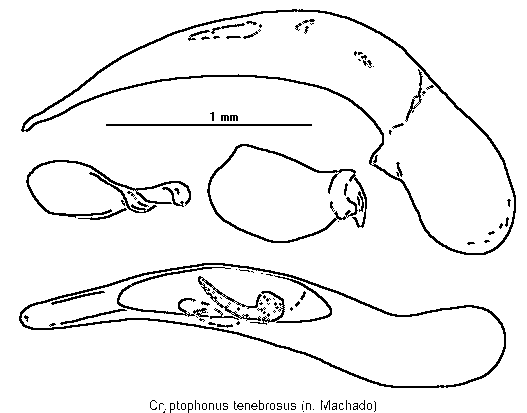 cryptophonus_tenebrosus.gif