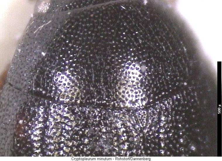 cryptopleurum_minutum_vk.jpg