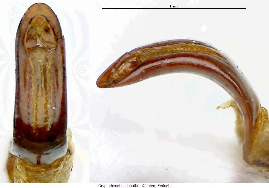 cryptorhynchus_lapathi.jpg