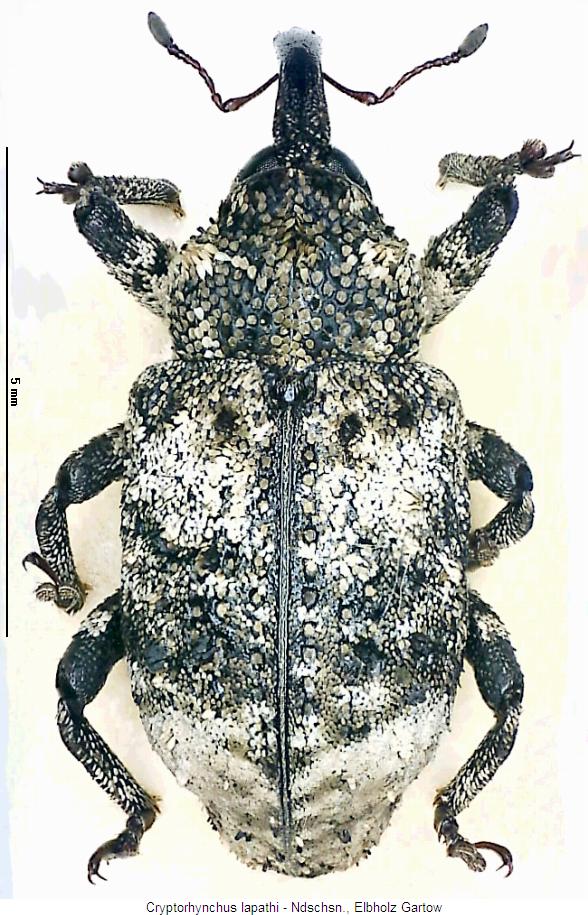 cryptorhynchus_lapathi_hab.jpg