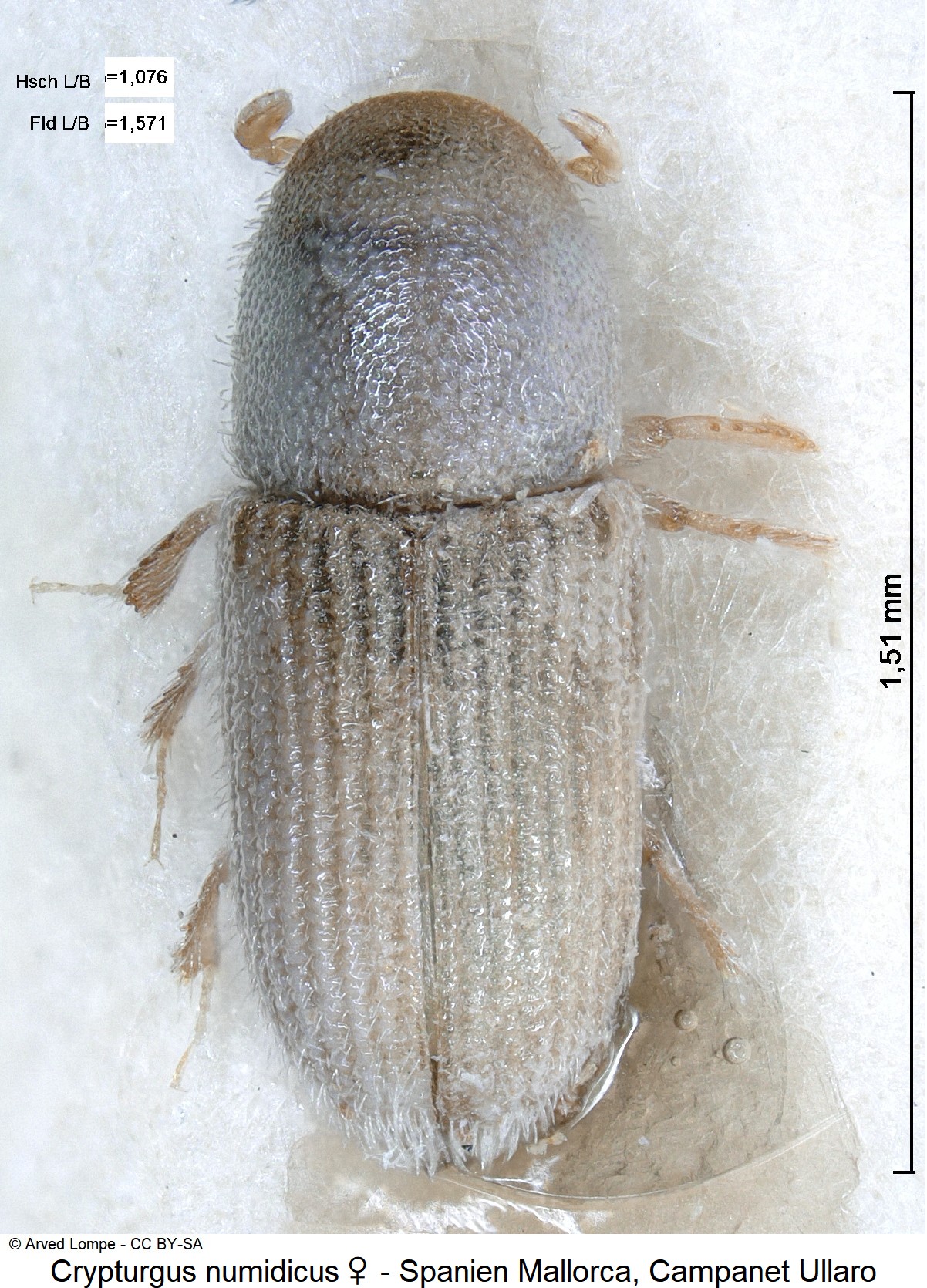 crypturgus_numidicus_w_ck22635_hab.jpg