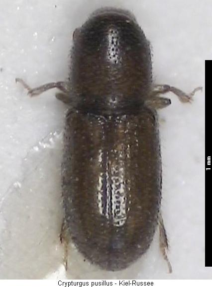 crypturgus_pusillus_hab.jpg