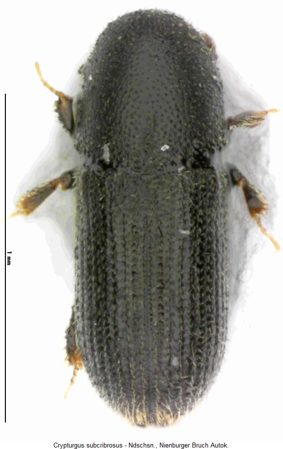 crypturgus_subcribrosus_hab2.jpg