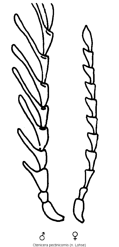 ctenicera_pectinicornis_f.gif