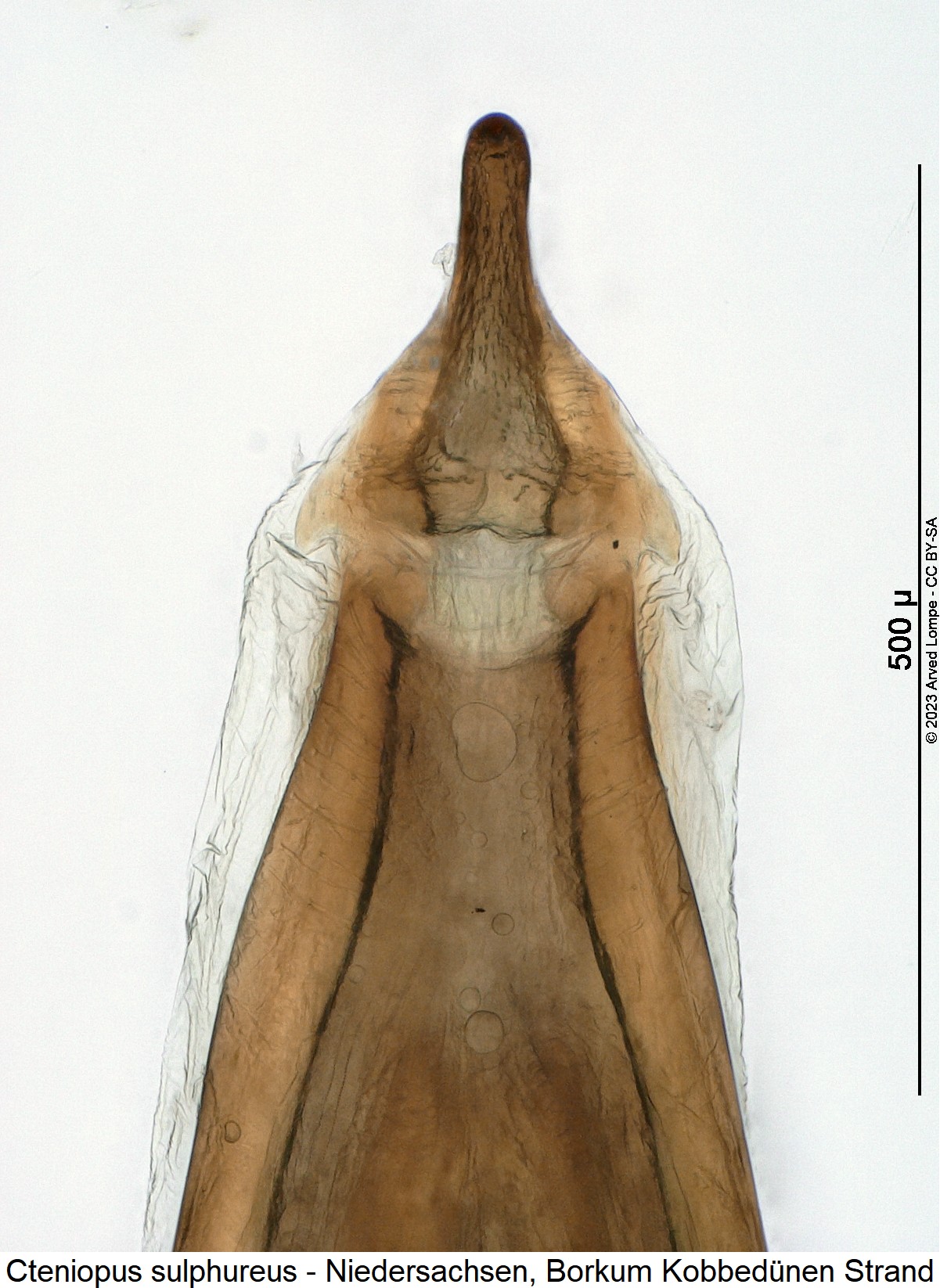 cteniopus_sulphureus_detail.jpg