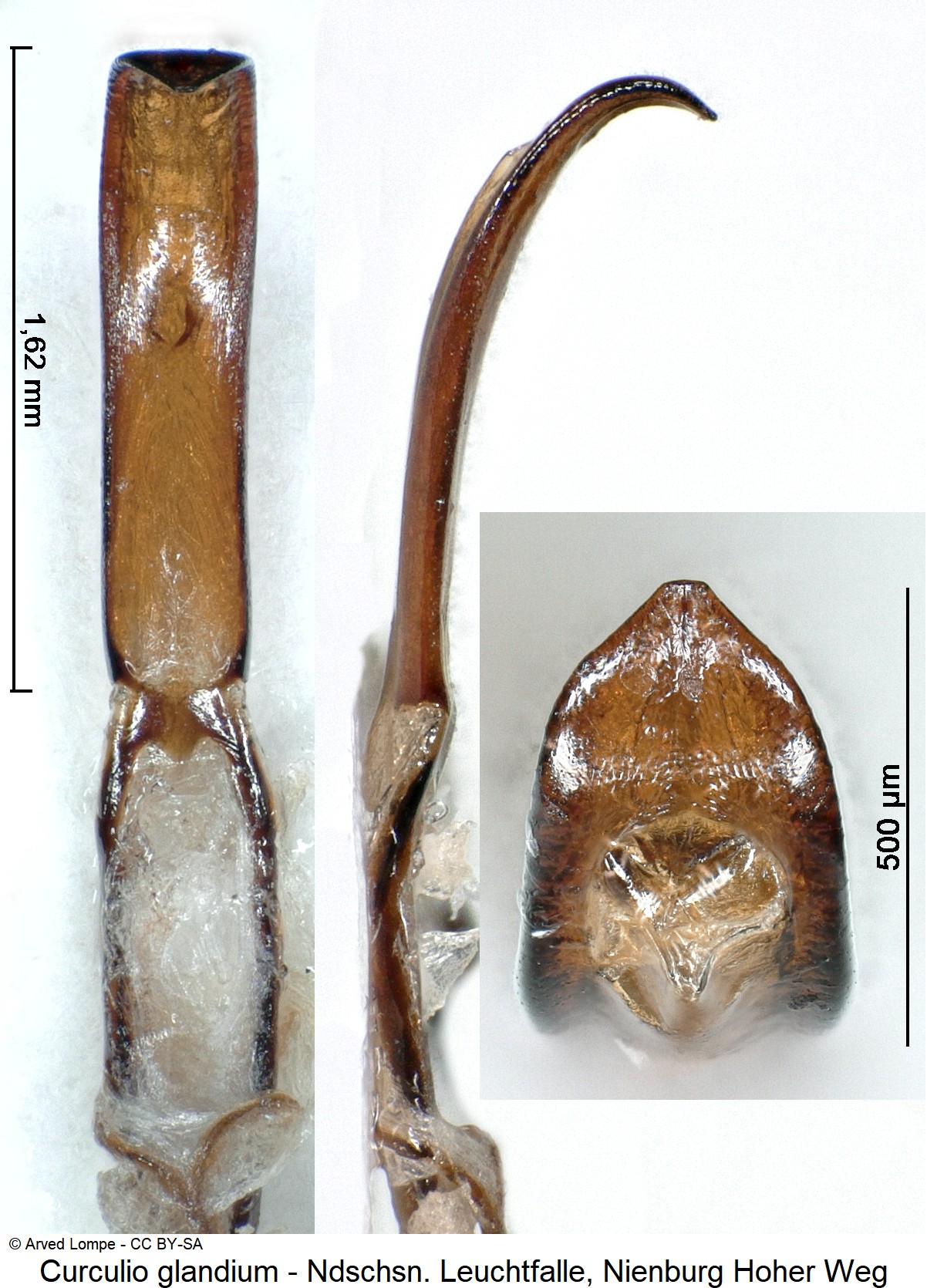 curculio_glandium_ck36694245.jpg