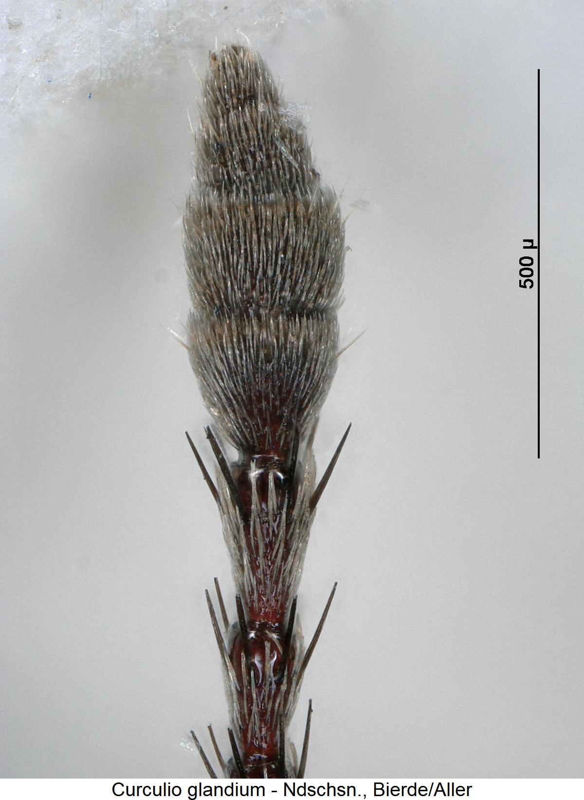 curculio_glandium_f.jpg