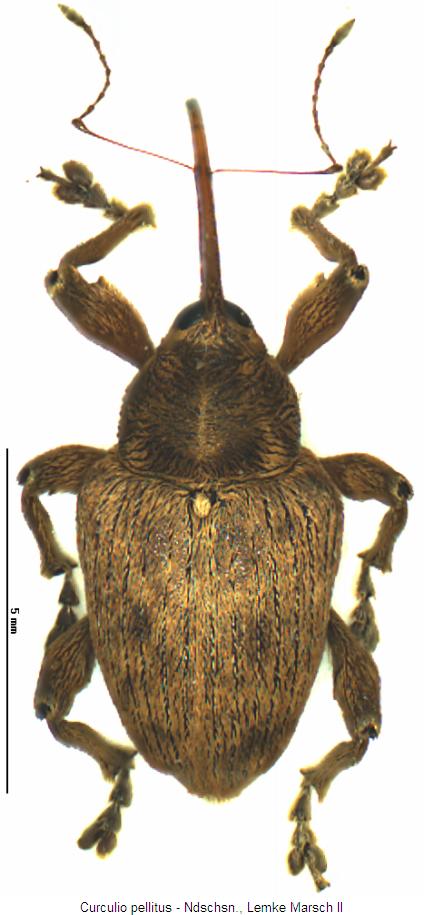 curculio_pellitus_hab.jpg