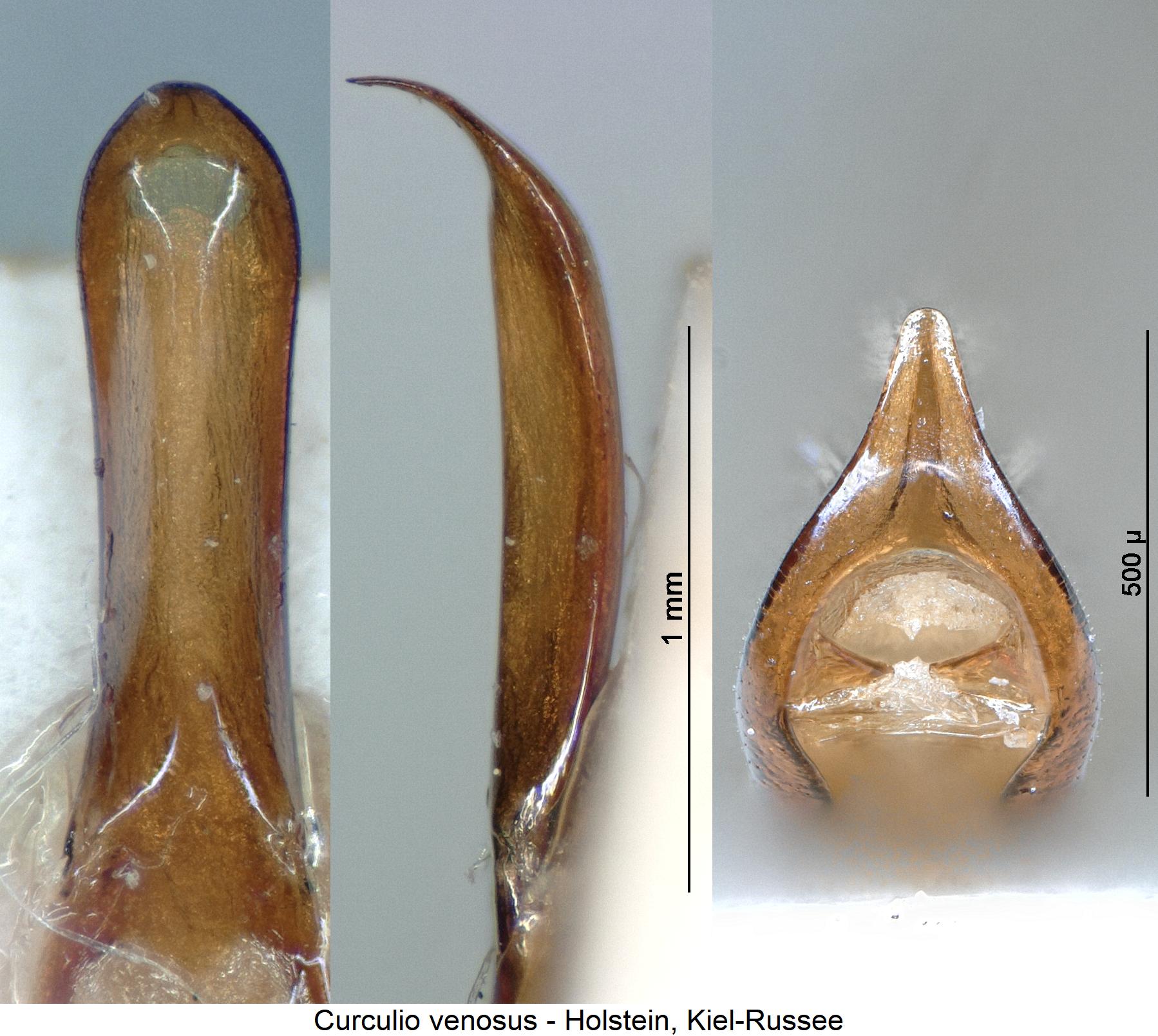 curculio_venosus1.jpg