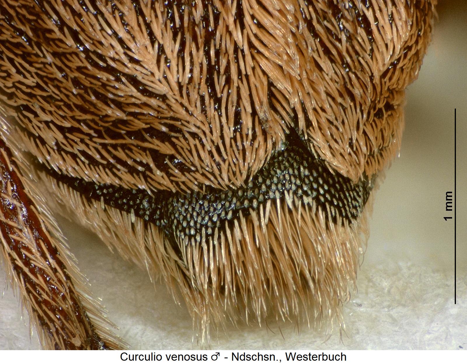 curculio_venosus_pyg.jpg
