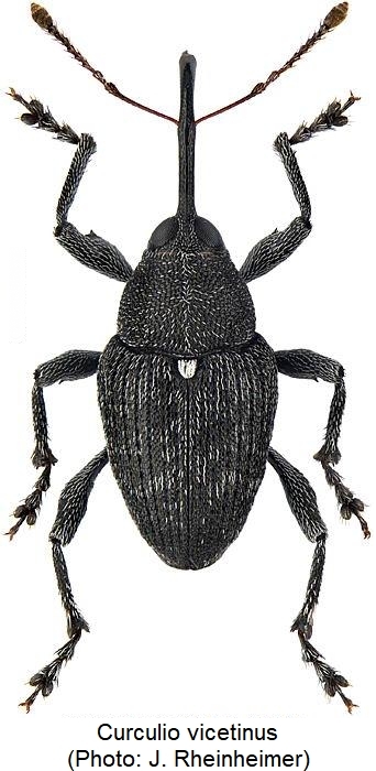 curculio_vicetinus_hab.jpg