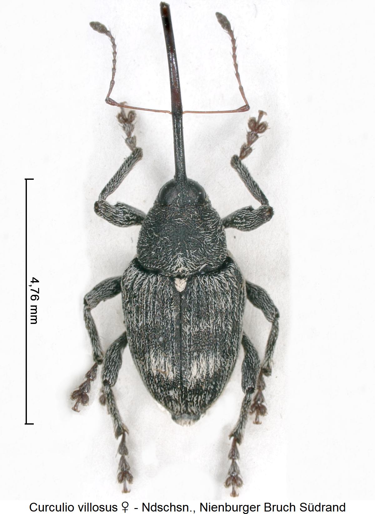 curculio_villosus_w_hab.jpg