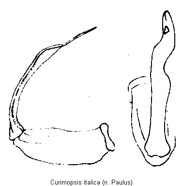 curimopsis_italica.gif