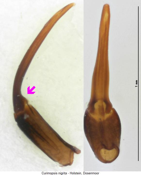 curimopsis_nigrita.jpg