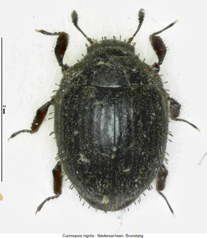curimopsis_nigrita_hab.jpg