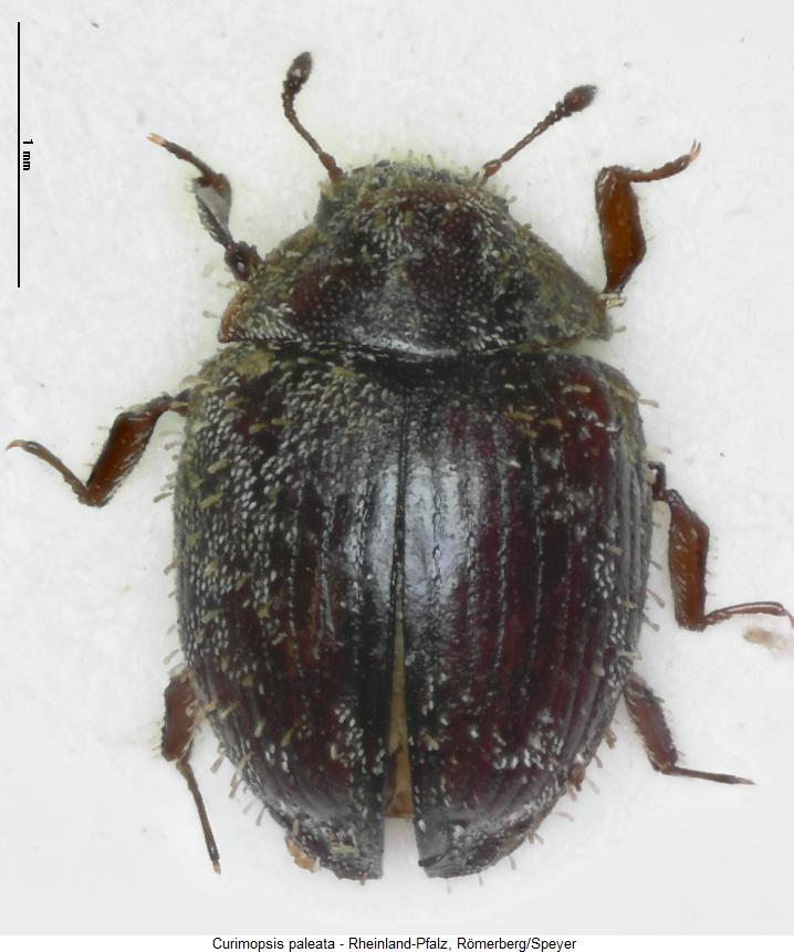curimopsis_paleata_hab.jpg