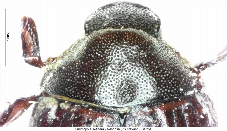 curimopsis_setigera_hsch.jpg