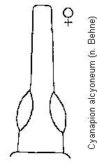 cyanapion_alcyoneum_k.gif