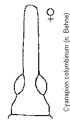 cyanapion_columbinum_k.gif