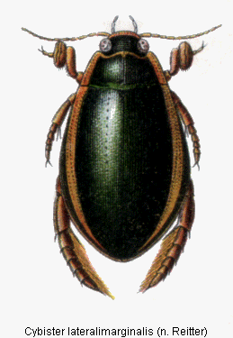cybister_lateralimarginalis_hab.gif