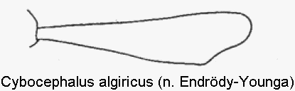 cybocephalus_algiricus_vschn.gif