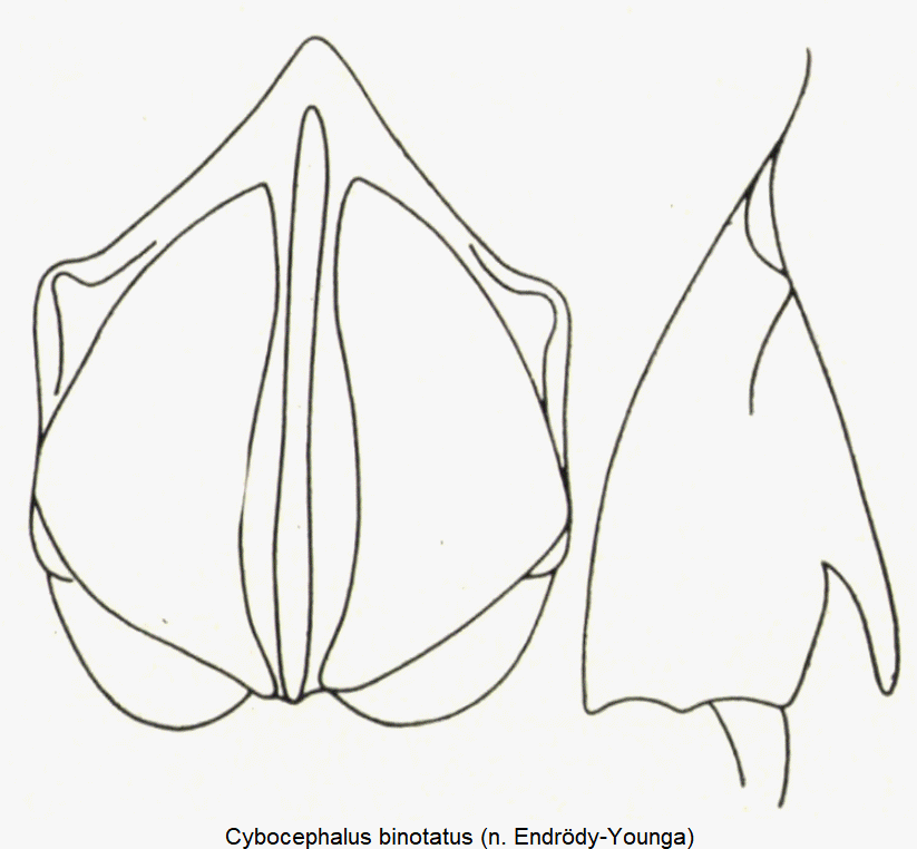 cybocephalus_binotatus.gif